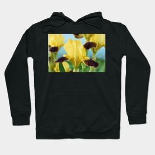 Bearded iris Hoodie